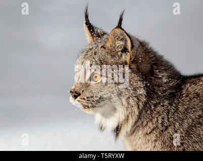 La lynx di Canada è un North American gatto selvatico della famiglia che va in Canada e in Alaska e in alcune parti del nord degli Stati Uniti. Foto Stock