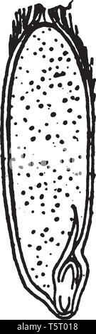 Questo telaio ha una specie di avena seme. Essa ha mostrato una parte dei semi in esso, vintage disegno della linea di incisione o illustrazione. Illustrazione Vettoriale