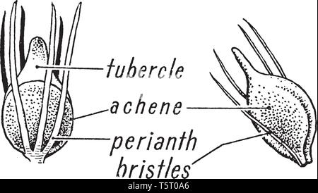 Foto di falasco morfologia erba. La figura mostra il suo il tubercolo, achene, cade e setole parte. Le foglie sono disposte a spirale in tre ranghi, vintag Illustrazione Vettoriale