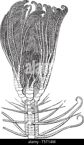 Testa di Medusa pentacrinus può essere considerata come una delle più grandi meraviglie della natura, vintage disegno della linea di incisione o illustrazione. Illustrazione Vettoriale