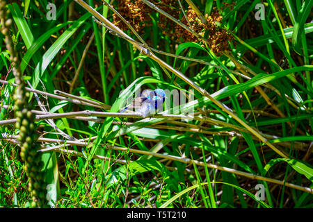 Tiny Fairywren superbo in erba alta. Foto Stock