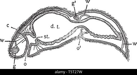 Stenostoma è una specie di lumaca di mare e di un marine mollusco gasteropode della famiglia Eulimidae, vintage disegno della linea di incisione o illustrazione. Illustrazione Vettoriale