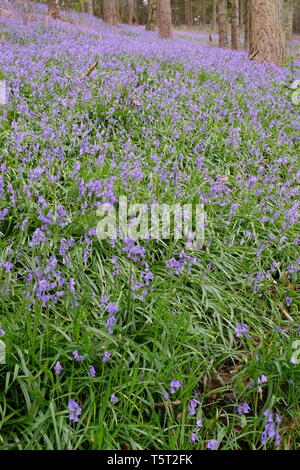 Campanule Foto Stock