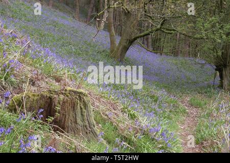 Campanule Foto Stock