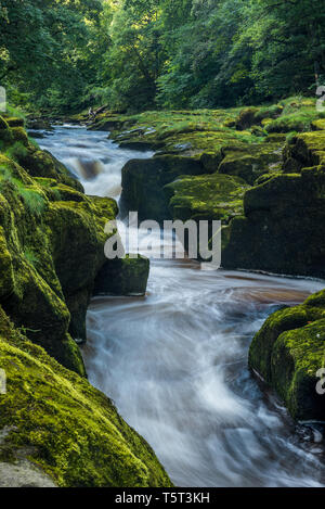 L 'hotel Astrid è una sezione ristretta del Fiume Wharfe vicino a Bolton Abbey nello Yorkshire. Essa è denominata come esso è considerato solo un singolo stride attraverso. Foto Stock