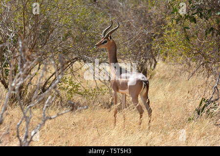 La giraffa gazzella, Giraffengazellen, Litocranius walleri walleri, zsiráfnyakú gazella, gerenuk Foto Stock