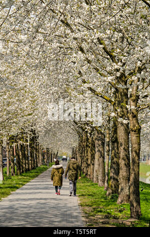 Rotterdam, Paesi Bassi, 14 Aprile 2019: gente che cammina su un sentiero tra alta e bianca fioritura alberi nel quartiere Prinsenland Foto Stock