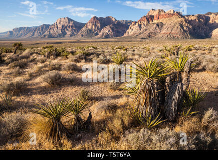 La mattina presto vista del Red Rock Canyon National Conservation Area, Nevada, STATI UNITI D'AMERICA Foto Stock