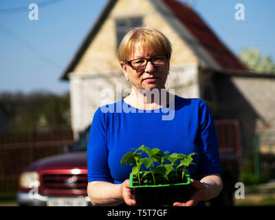 Senior donna caucasica si tiene un contenitore con le piantine di cetriolo. Foto Stock