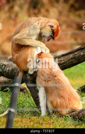 Paio di scimmia è governare. Scimmia maschio controllo per le pulci e zecche nella femmina. Famiglia di scimmia fur sulla coppia di mostrare toelettatura su erba in natura. Foto Stock