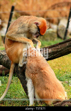 Paio di scimmia è governare. Scimmia maschio controllo per le pulci e zecche nella femmina. Famiglia di scimmia fur sulla coppia di mostrare toelettatura su erba in natura. Foto Stock