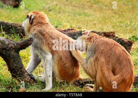 Paio di scimmia è governare. Scimmia maschio controllo per le pulci e zecche nella femmina. Famiglia di scimmia fur sulla coppia di mostrare toelettatura su erba in natura. Foto Stock