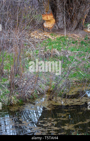 American Beaver habitat, mostra creek con salici in primo piano e fortemente masticato pioppi neri americani albero da beaver nella distanza, Castle Rock Colorado US. Foto Stock