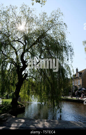 Salice piangente accanto al Fiume Windrush a Bourton sull'acqua Foto Stock