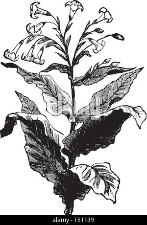 Pianta di tabacco è pianta flowering. Le foglie di tabacco sono utilizzati principalmente per il fumo di sigarette, sigari e tabacco da pipa, vintage disegno della linea o incisione Illustrazione Vettoriale