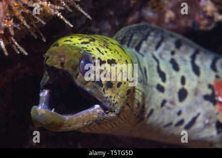 Fimbriated moray eel,Moalboal,Cebu, Filippine Foto Stock