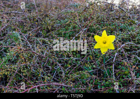 Un singolo Daffodil cresce fuori di una boccola Foto Stock