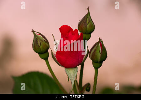 Bella rosa rossa con boccioli di rose su sfondo sfocato Foto Stock