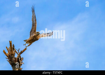 Eagle prende il volo dalla sommità dell'albero, eagle flight mode Foto Stock