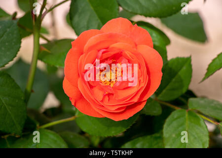 Bella rosa rossa tenere in mano su sfondo verde sfocato Foto Stock