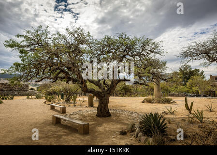 Bellissimo albero nel giardino del sito archeologico di Mitla, Oaxaca, Messico Foto Stock