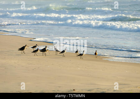 Godwits sulla spiaggia, Iluka, Nuovo Galles del Sud, Australia Foto Stock