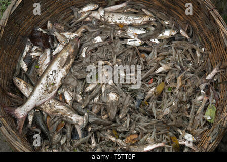 Maschio di Fisher è spunto dal canal grande e con una sfera di pesci che cosa ha trovato. In questo momento una abitante è osservare le attività di pesca e si desidera Foto Stock