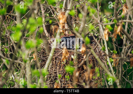 Corvo imperiale Corvus frugilegus sedersi nel nido su tree top Foto Stock