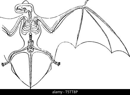 Lo scheletro di ala e membrane della Noctule pipistrelli che sono sera pipistrelli vintage disegno della linea di incisione o illustrazione. Illustrazione Vettoriale