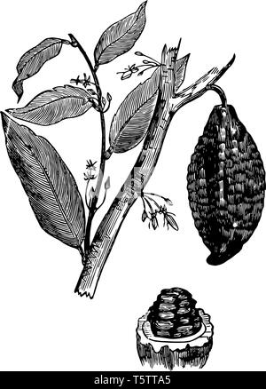 Sembra che il cacao è apparso in questa cornice. Con che i nuovi rami sono prossimi al ramo, vintage disegno della linea di incisione o illustrazione. Illustrazione Vettoriale