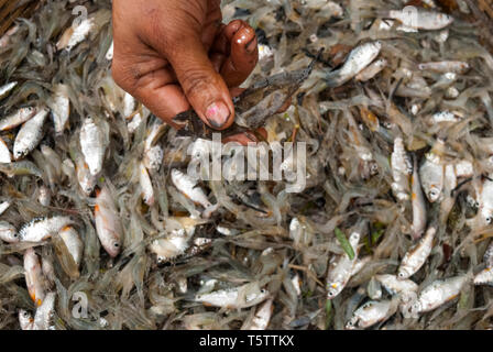 Maschio di Fisher è spunto dal canal grande e con una sfera di pesci che cosa ha trovato. In questo momento una abitante è osservare le attività di pesca e si desidera Foto Stock