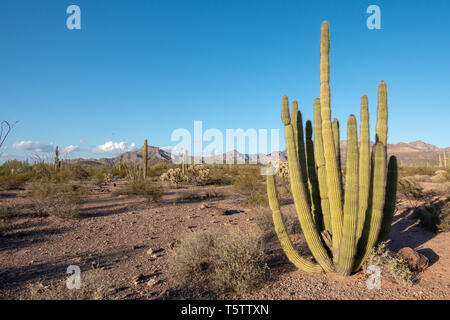 Organo a canne Cactus (Stenocereus thurberi) nel tubo dell'organo Monumento Nazionale in Arizona, Stati Uniti d'America Foto Stock