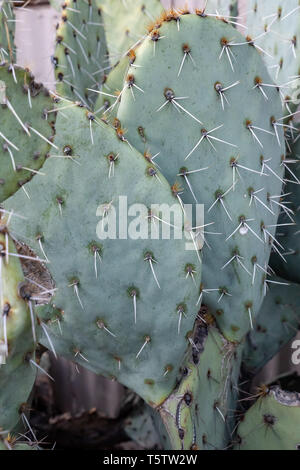 Coda di castoro pricklypear cactus (Opuntia basilaris) in Tucson, Arizona, Stati Uniti d'America Foto Stock