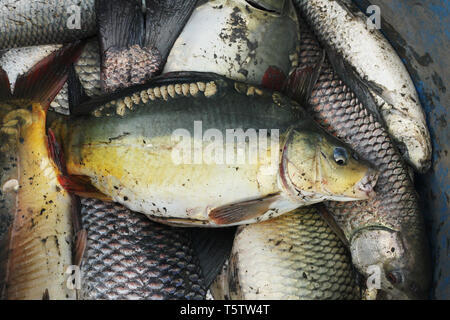 Assortiti locali del Bangladesh pesci. Khulna, Bangladesh. Foto Stock