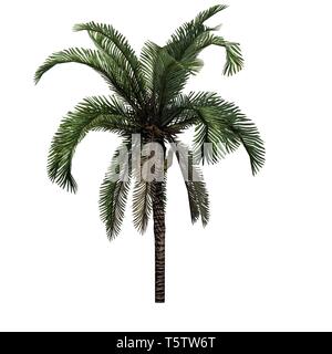 Una singola data Palm - isolato su sfondo bianco Foto Stock