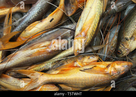 Assortiti locali del Bangladesh pesci. Khulna, Bangladesh. Foto Stock