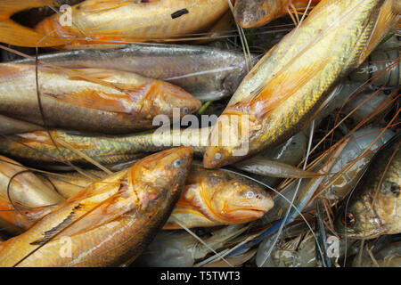 Assortiti locali del Bangladesh pesci. Khulna, Bangladesh. Foto Stock