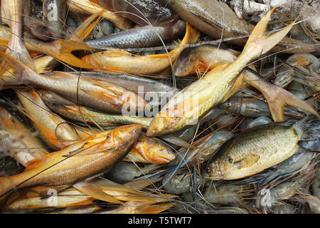 Assortiti locali del Bangladesh pesci. Khulna, Bangladesh. Foto Stock