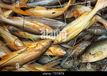 Assortiti locali del Bangladesh pesci. Khulna, Bangladesh. Foto Stock