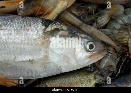 Assortiti locali del Bangladesh pesci. Khulna, Bangladesh. Foto Stock