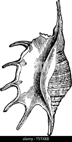 Pteroceras Strombidi è una specie di grande lumaca di mare di un marine mollusco gasteropode della famiglia Strombidae vintage disegno della linea di incisione o illustrazione. Illustrazione Vettoriale