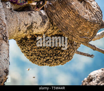 Uno sciame di api mellifere pendente dalla fronda di un albero con cestello di raccolta in piedi da - Uttarakhand Himalaya India del Nord Foto Stock