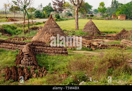 Torte di sterco di vacca ordinatamente lasciato ad asciugare al sole prima dello stoccaggio in coni di paglia per uso come combustibile per la cottura o per il riscaldamento - villaggio rurale India del nord Foto Stock