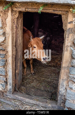 Jersey mucca usato per il latte tethered nel cortile di una fattoria barn in una montagna himalayana village di Uttarakhand India del Nord Foto Stock