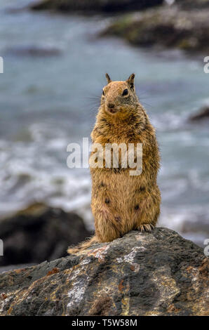 California Scoiattolo di terra Foto Stock