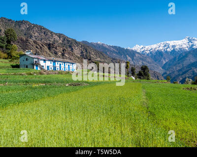 Tradizionale berklay himalayano casa circondata da terrazzamenti di campi di orzo nel villaggio di Supi nella valle Saryu Uttarakhand India del Nord Foto Stock