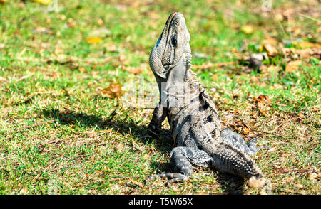 Iguana nel sud del Messico Foto Stock