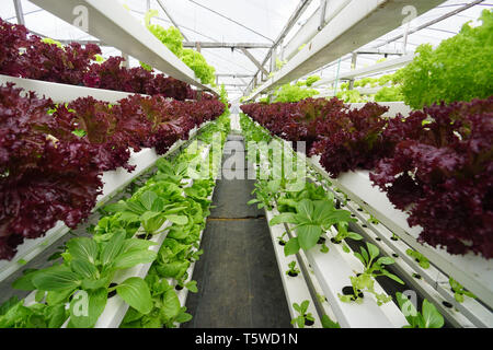 Fresche verdure biologiche coltivate utilizzando aquaponic o coltivazione idroponica Foto Stock