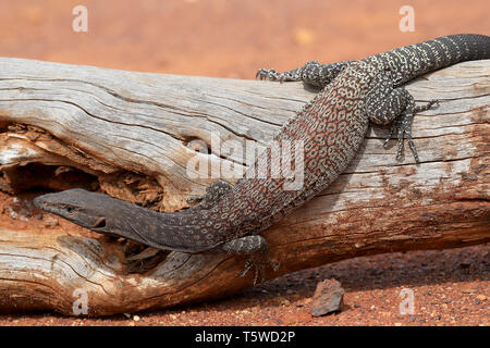 A testa nera Monitor Foto Stock