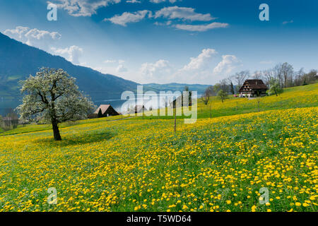 Paesaggio idilliaco lago di Zug e sulle montagne circostanti su una giornata di primavera con la fioritura di fiori e alberi in Svizzera centrale Foto Stock